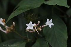 Ophiorrhiza grandiflora